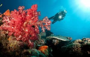 Australia - Great Barrier Reef Conservation2