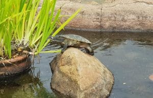 Australia - Port Stephens Wildlife Park15