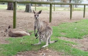 Australia - Port Stephens Wildlife Park17