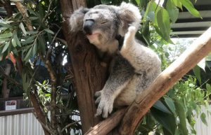 Australia - Port Stephens Wildlife Park25