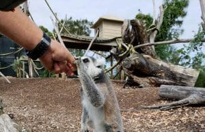 Australia - Port Stephens Wildlife Park28