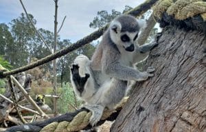 Australia - Port Stephens Wildlife Park6