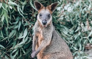Australia - Wildlife Animal Sanctuary11