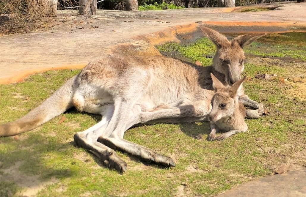 Australia - Wildlife Animal Sanctuary18