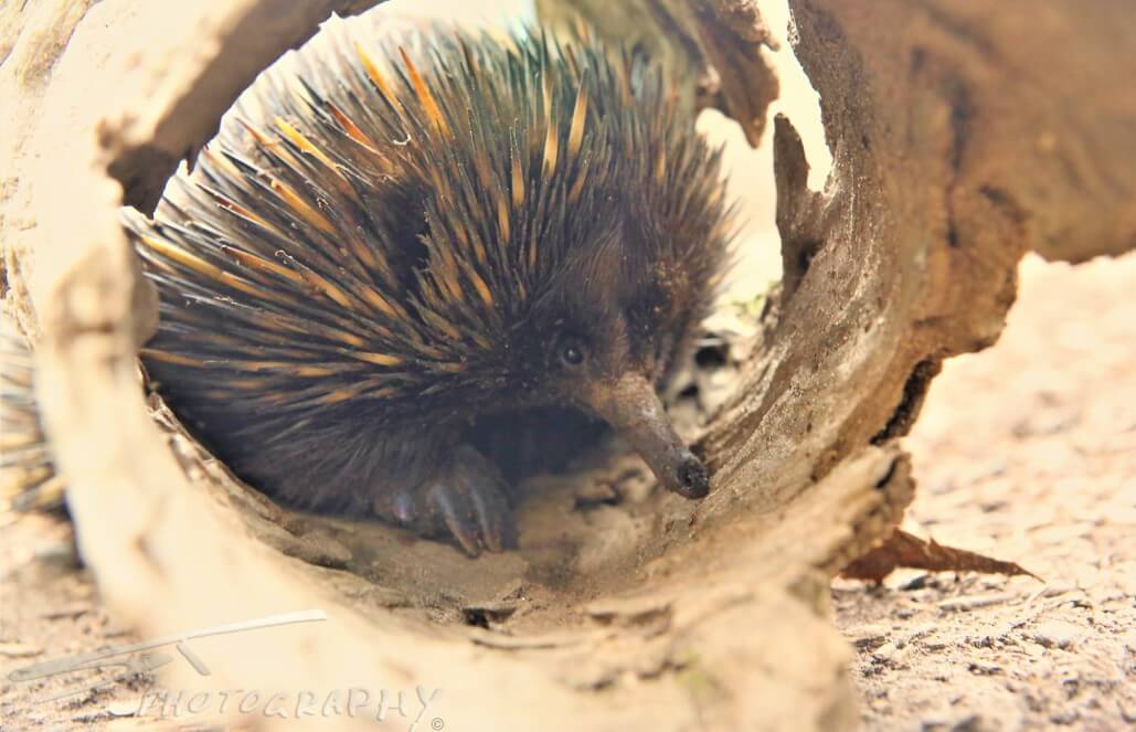 Australia - Wildlife Animal Sanctuary33