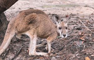 Australia - Wildlife Animal Sanctuary35