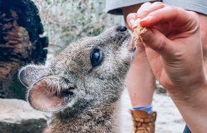 Australia - Wildlife Animal Sanctuary9