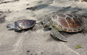 Bali - Bali Sea Turtle Rescue17
