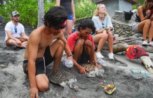 Bali - Bali Sea Turtle Rescue18