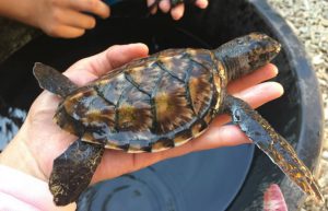 Bali - Bali Sea Turtle Rescue22