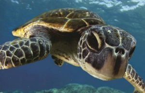 Bali - Bali Sea Turtle Rescue5