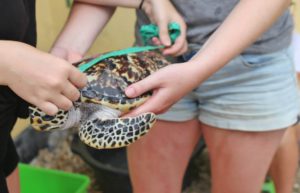 Bali - Bali Sea Turtle Rescue6