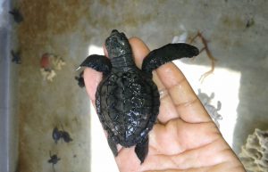 Bali - Family-Friendly Sea Turtle Rescue13