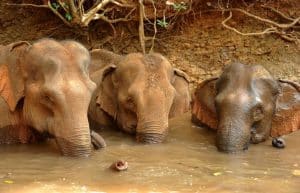 Cambodia - Elephant Sanctuary & Forest Conservation10