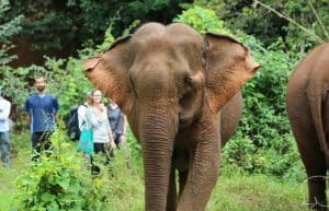Cambodia - Elephant Sanctuary & Forest Conservation13