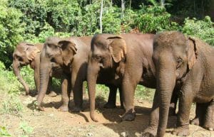 Cambodia - Elephant Sanctuary & Forest Conservation5