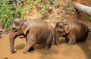 Cambodia - Elephant Sanctuary & Forest Conservation6