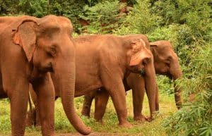 Cambodia - Elephant Sanctuary & Forest Conservation7
