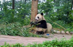 China - Family-Friendly Giant Panda Center10