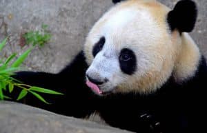 China - Family-Friendly Giant Panda Center13
