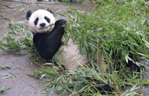 China - Family-Friendly Giant Panda Center15