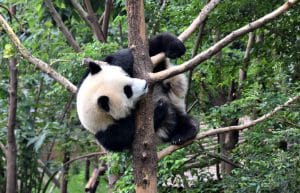China - Family-Friendly Giant Panda Center5