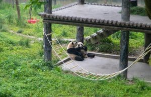 China - Family-Friendly Giant Panda Center9