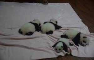 China - Giant Panda Center13