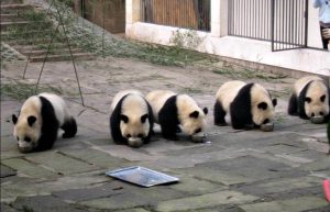 China - Giant Panda Center16