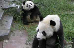 China - Giant Panda Center22