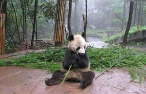 China - Giant Panda Center23