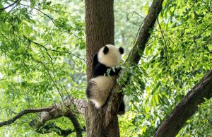 China - Giant Panda Center25