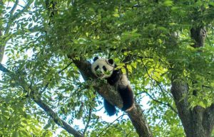 China - Giant Panda Center26