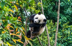 China - Giant Panda Center28