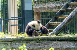 China - Giant Panda Center30