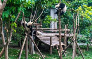China - Giant Panda Center32