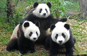 China - Giant Panda Center4
