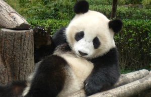 China - Giant Panda Center5
