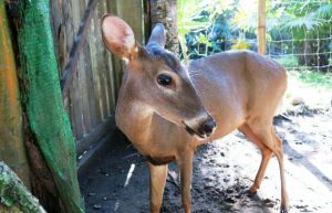 Costa Rica - Animal Rescue and Conservation18