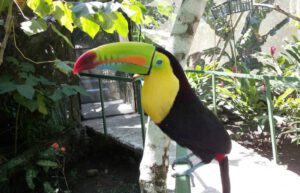 Costa Rica - Family-Friendly Animal Rescue and Conservation2