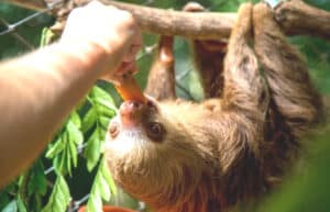 Costa Rica - Family-Friendly Animal Rescue and Conservation3
