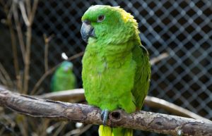 Costa Rica - Family-Friendly Animal Rescue and Conservation5