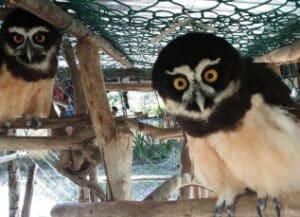 Costa Rica - Family-Friendly Animal Rescue and Conservation8