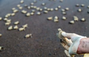 Costa Rica - Sea Turtle Conservation2