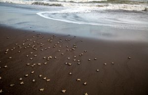 Costa Rica - Sea Turtle Conservation23