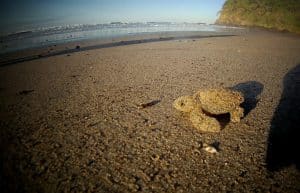 Costa Rica - Sea Turtle Conservation6