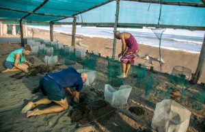 Costa Rica - Sea Turtle Conservation7