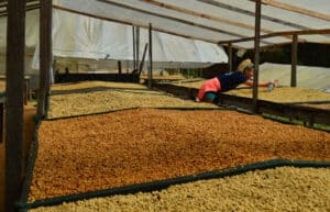 Costa Rica - Sustainable Organic Coffee Farming12