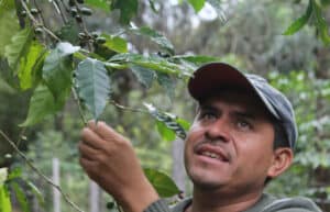 Costa Rica - Sustainable Organic Coffee Farming13