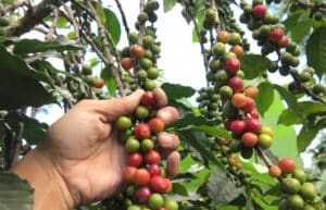 Costa Rica - Sustainable Organic Coffee Farming15